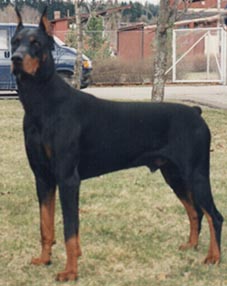 Lobo